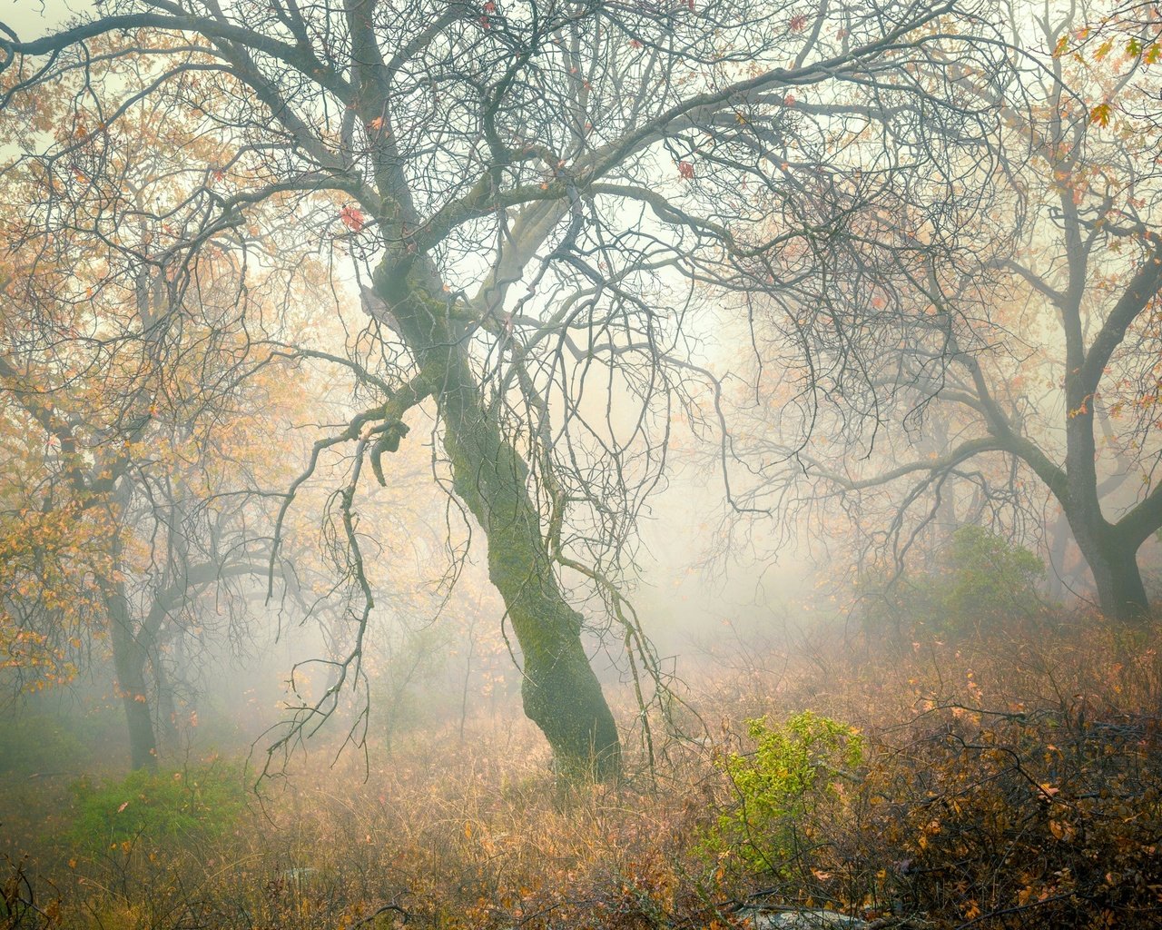 Обои деревья, лес, туман, склон, осень, trees, forest, fog, slope, autumn разрешение 2048x1470 Загрузить