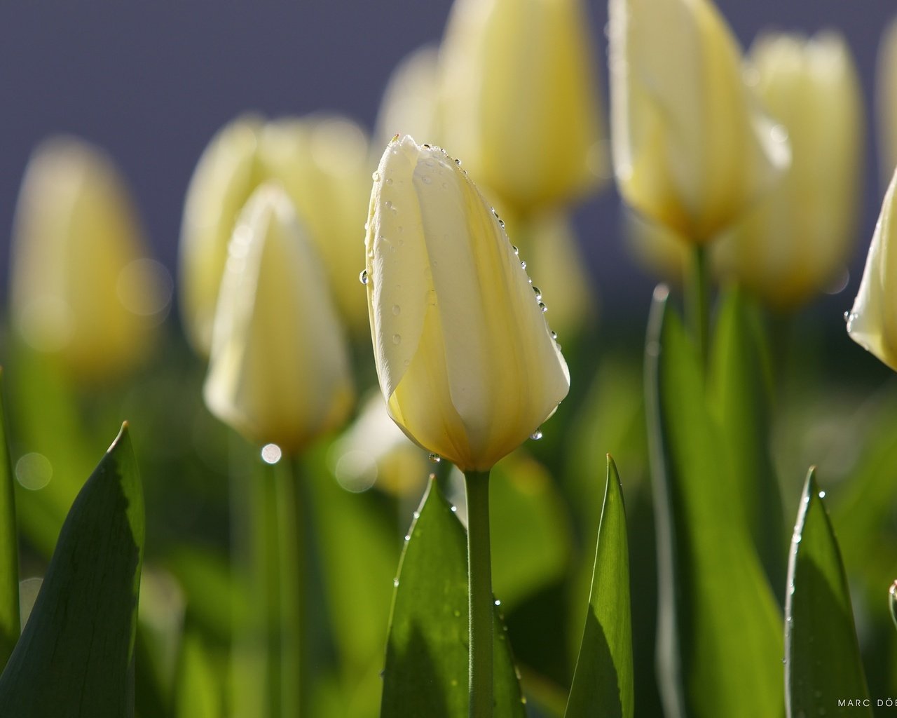 Обои цветы, утро, роса, капли, весна, тюльпаны, тюльпан, flowers, morning, rosa, drops, spring, tulips, tulip разрешение 2048x1365 Загрузить