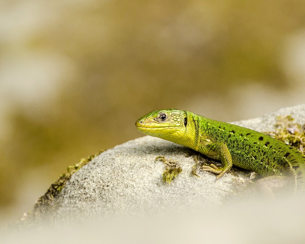 Обои природа, фон, ящерица, nature, background, lizard разрешение 2560x1633 Загрузить