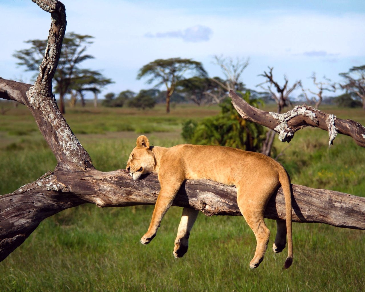 Обои дерево, спит, африка, лев, львица, серенгети, танзания, tree, sleeping, africa, leo, lioness, serengeti, tanzania разрешение 2048x1365 Загрузить