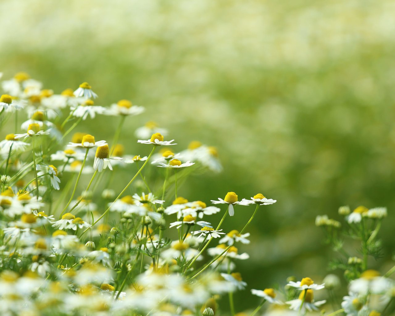 Обои цветы, природа, поле, луг, ромашки, белые, цветком, flowers, nature, field, meadow, chamomile, white, flower разрешение 2048x1365 Загрузить