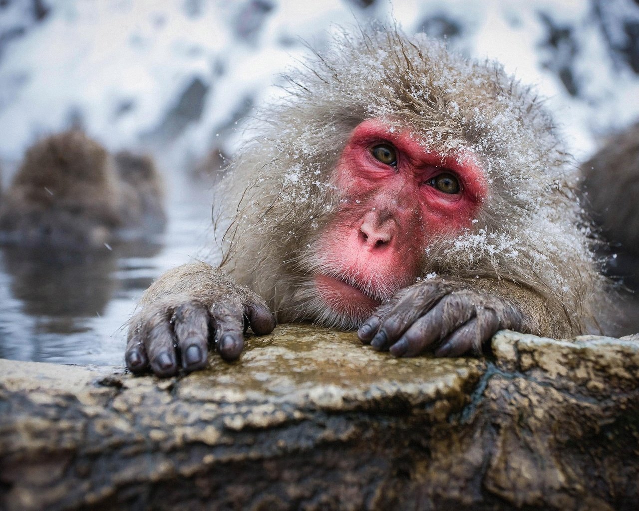 Обои вода, снег, природа, камень, обезьяна, обезьяны, японский макак, snow monkey, снежная обезьяна, water, snow, nature, stone, monkey, japanese macaques, a snow monkey разрешение 2048x1405 Загрузить