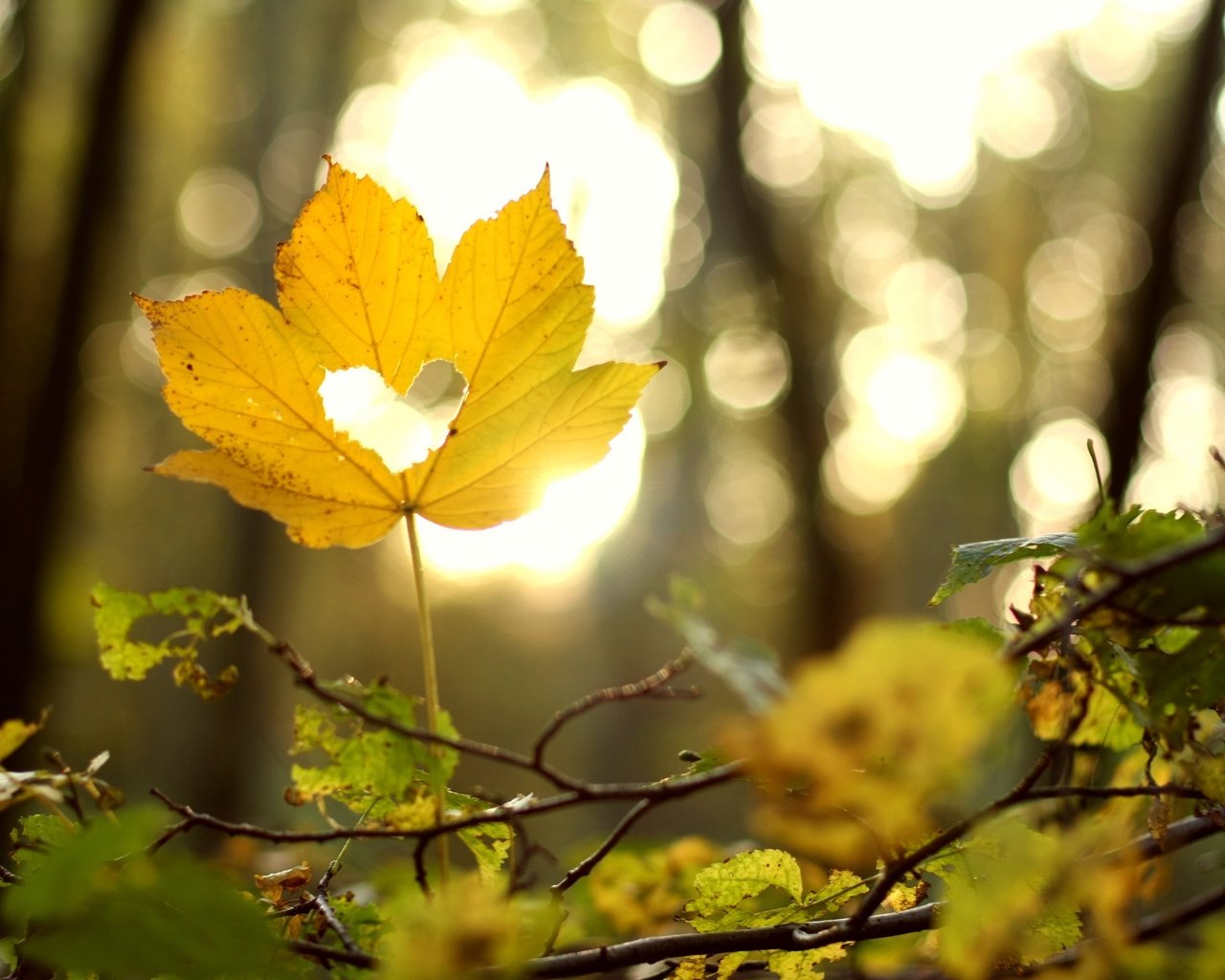 Обои ветка, природа, лес, листья, осень, лист, сердце, branch, nature, forest, leaves, autumn, sheet, heart разрешение 2048x1365 Загрузить