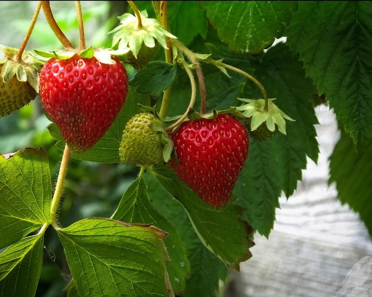 Обои листья, ягода, красная, клубника, зеленая, leaves, berry, red, strawberry, green разрешение 1920x1392 Загрузить