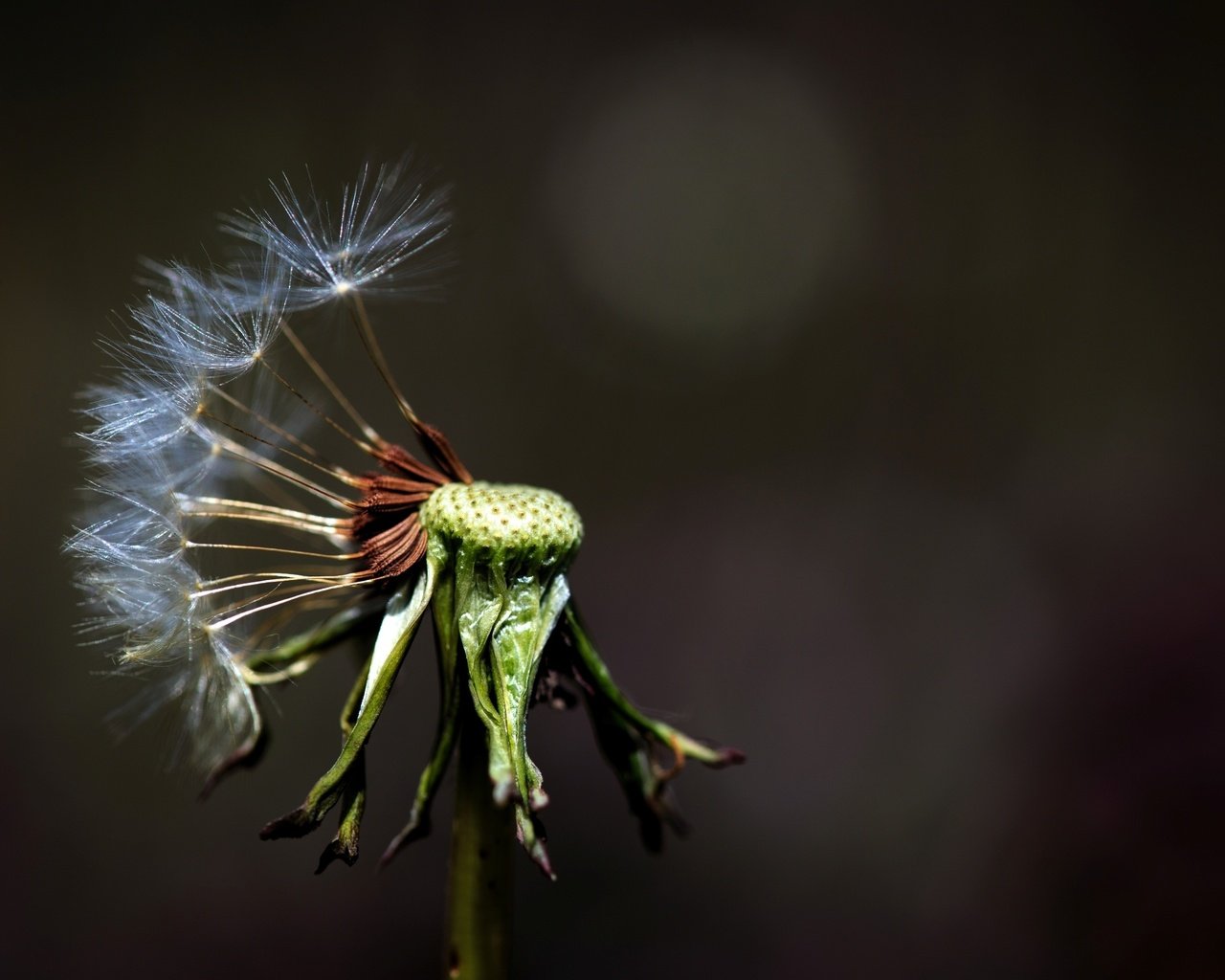 Обои макро, фон, цветок, одуванчик, цветком, macro, background, flower, dandelion разрешение 2572x1715 Загрузить