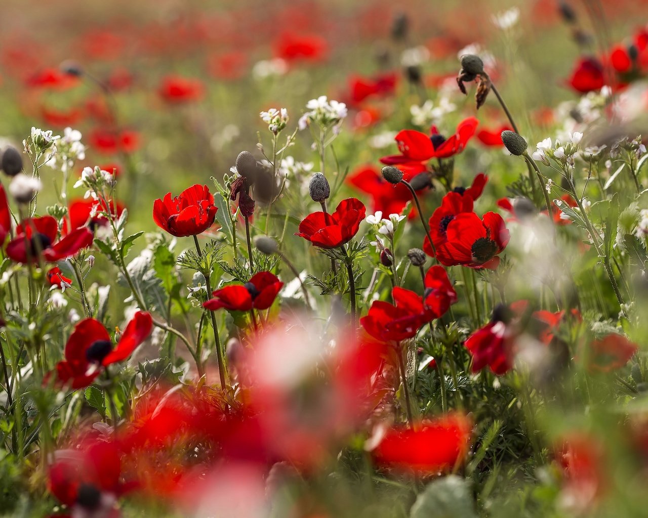 Обои цветы, природа, поле, лето, красные, маки, маковое поле, flowers, nature, field, summer, red, maki, poppy field разрешение 2048x1365 Загрузить