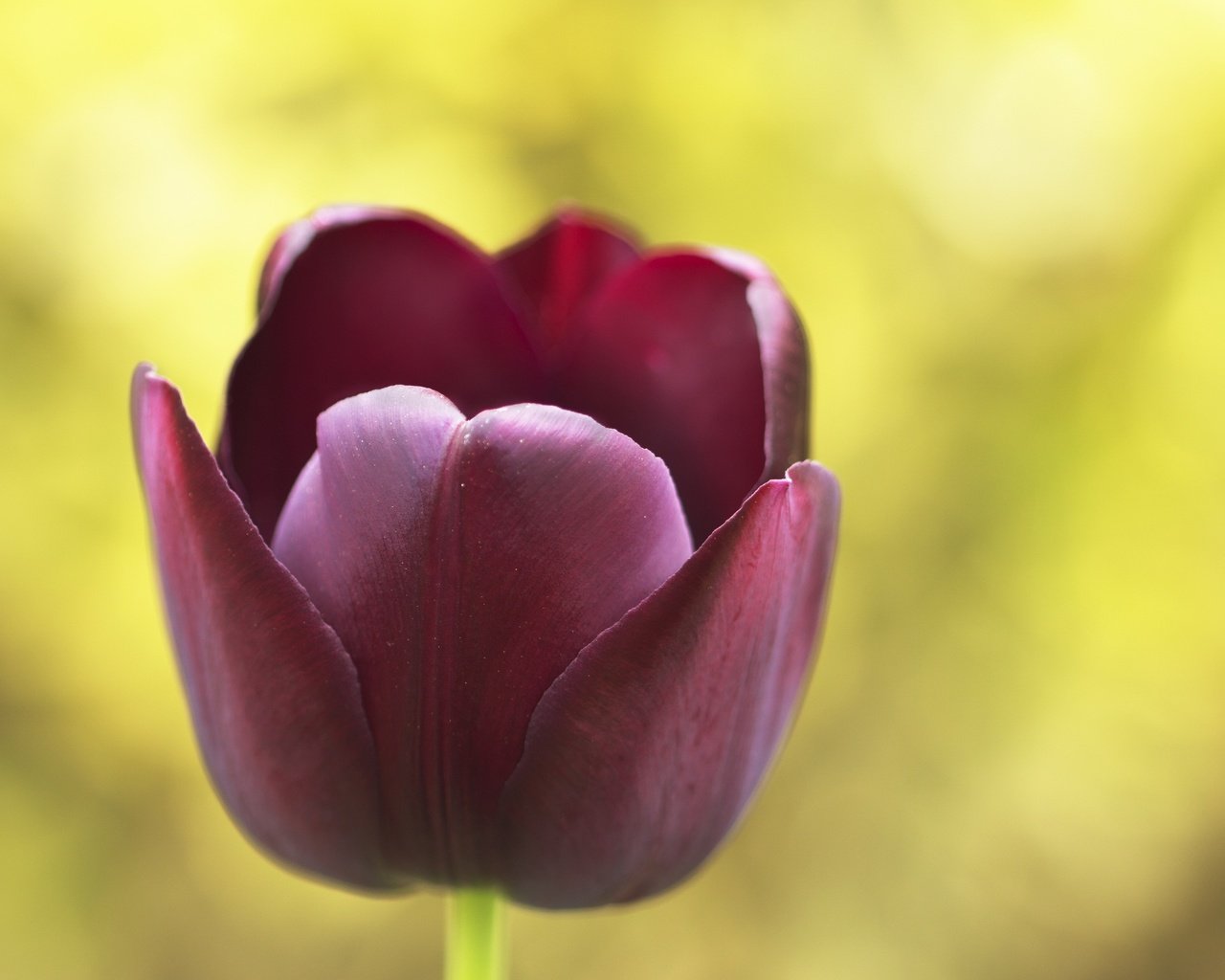 Обои природа, макро, цветок, тюльпан, nature, macro, flower, tulip разрешение 2560x1600 Загрузить