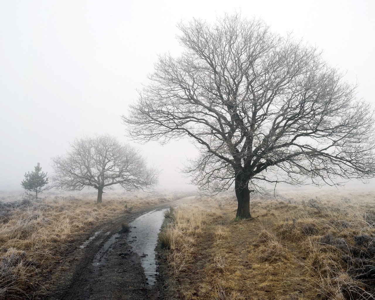 Обои дорога, деревья, зима, туман, robert-paul jansen, road, trees, winter, fog разрешение 2048x1365 Загрузить