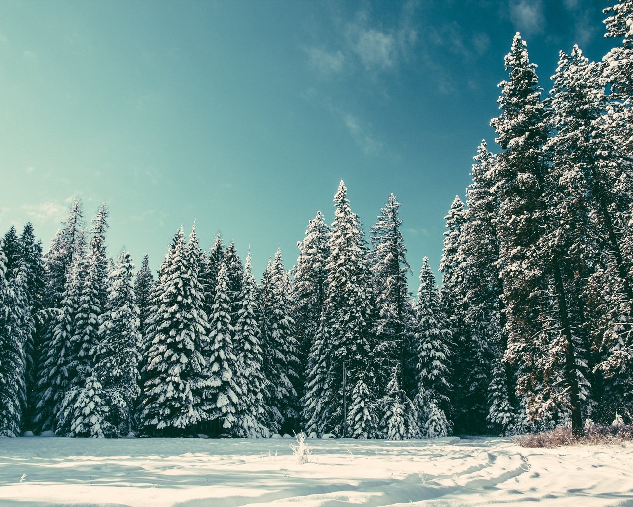 Обои деревья, снег, природа, лес, зима, елки, trees, snow, nature, forest, winter, tree разрешение 2650x1767 Загрузить