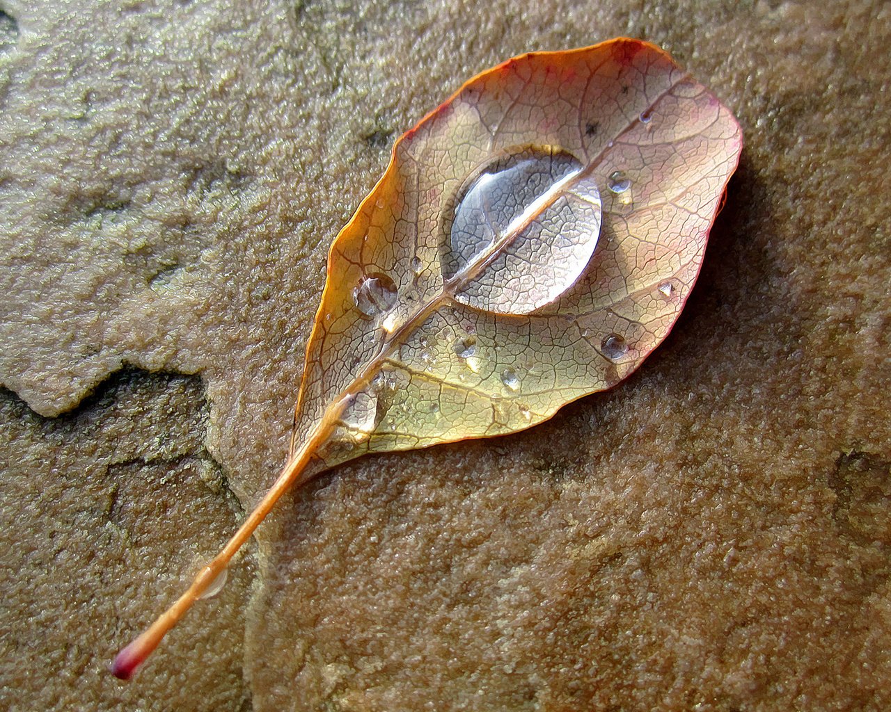 Обои вода, капли, осень, лист, water, drops, autumn, sheet разрешение 1920x1284 Загрузить