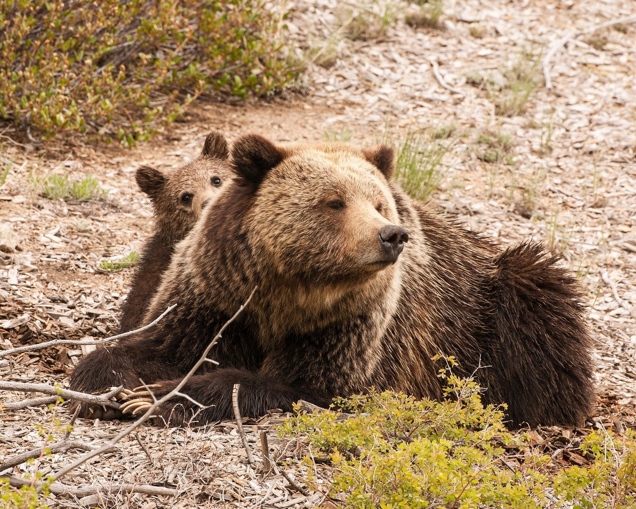 Обои природа, фон, медведь, медведи, медвежонок, медведица, nature, background, bear, bears разрешение 1920x1200 Загрузить