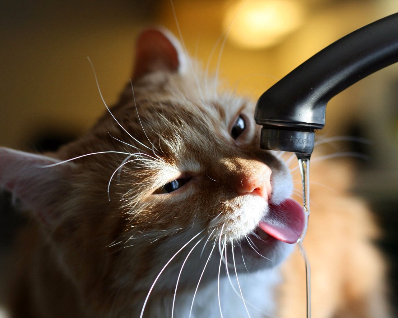 Обои вода, кот, кошка, кран, water, cat, crane разрешение 2816x1880 Загрузить