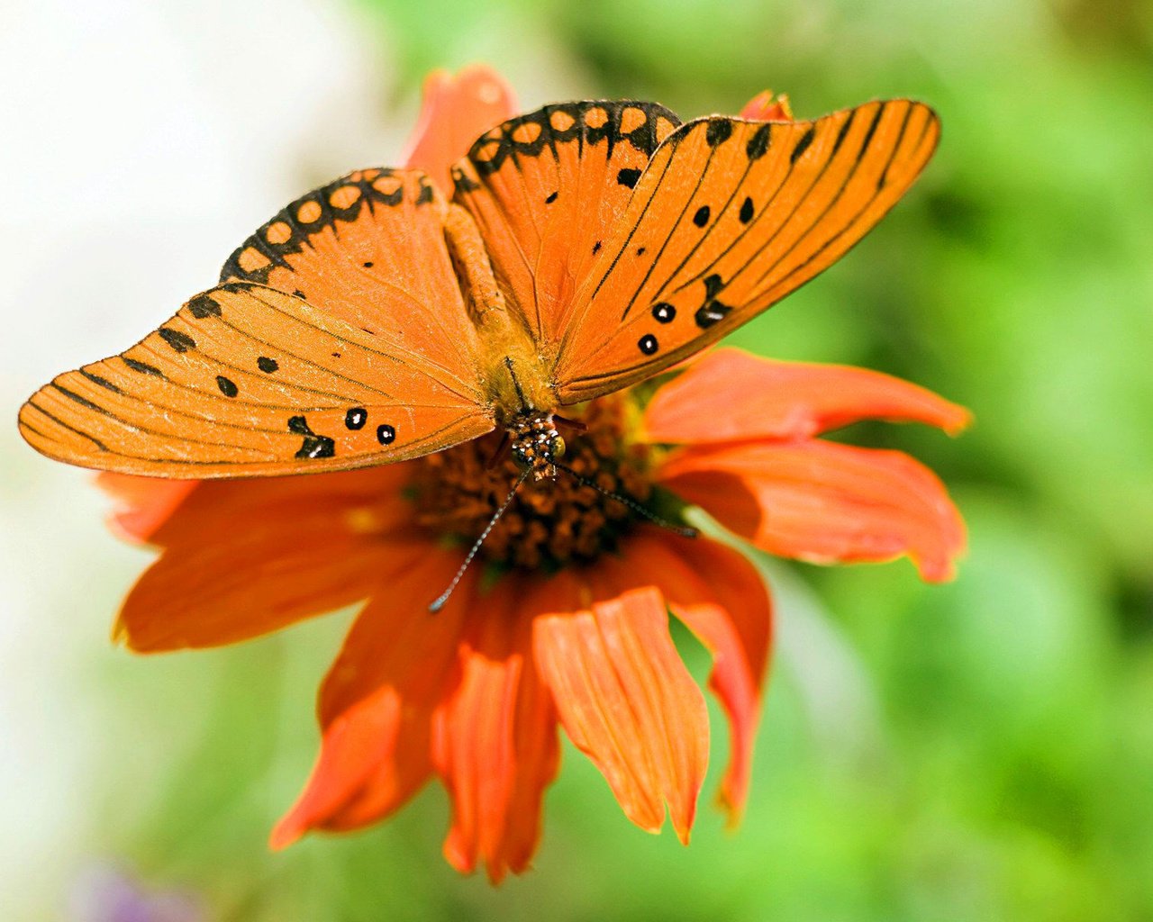 Обои макро, цветок, бабочка, крылья, насекомые, растение, macro, flower, butterfly, wings, insects, plant разрешение 1920x1200 Загрузить