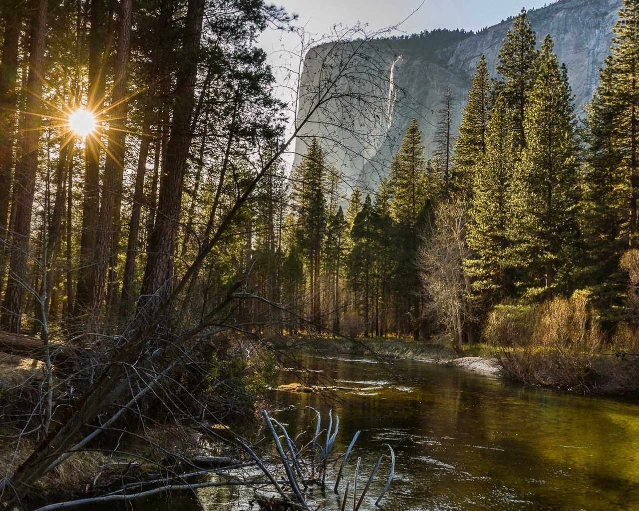 Обои деревья, лес, trees, forest разрешение 1920x1080 Загрузить