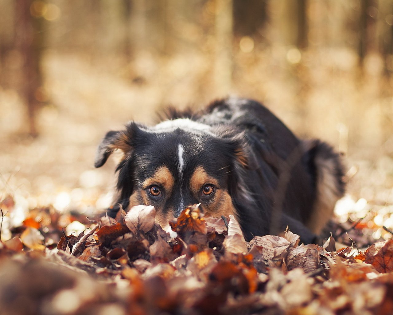 Обои природа, листья, взгляд, осень, собака, nature, leaves, look, autumn, dog разрешение 1920x1200 Загрузить
