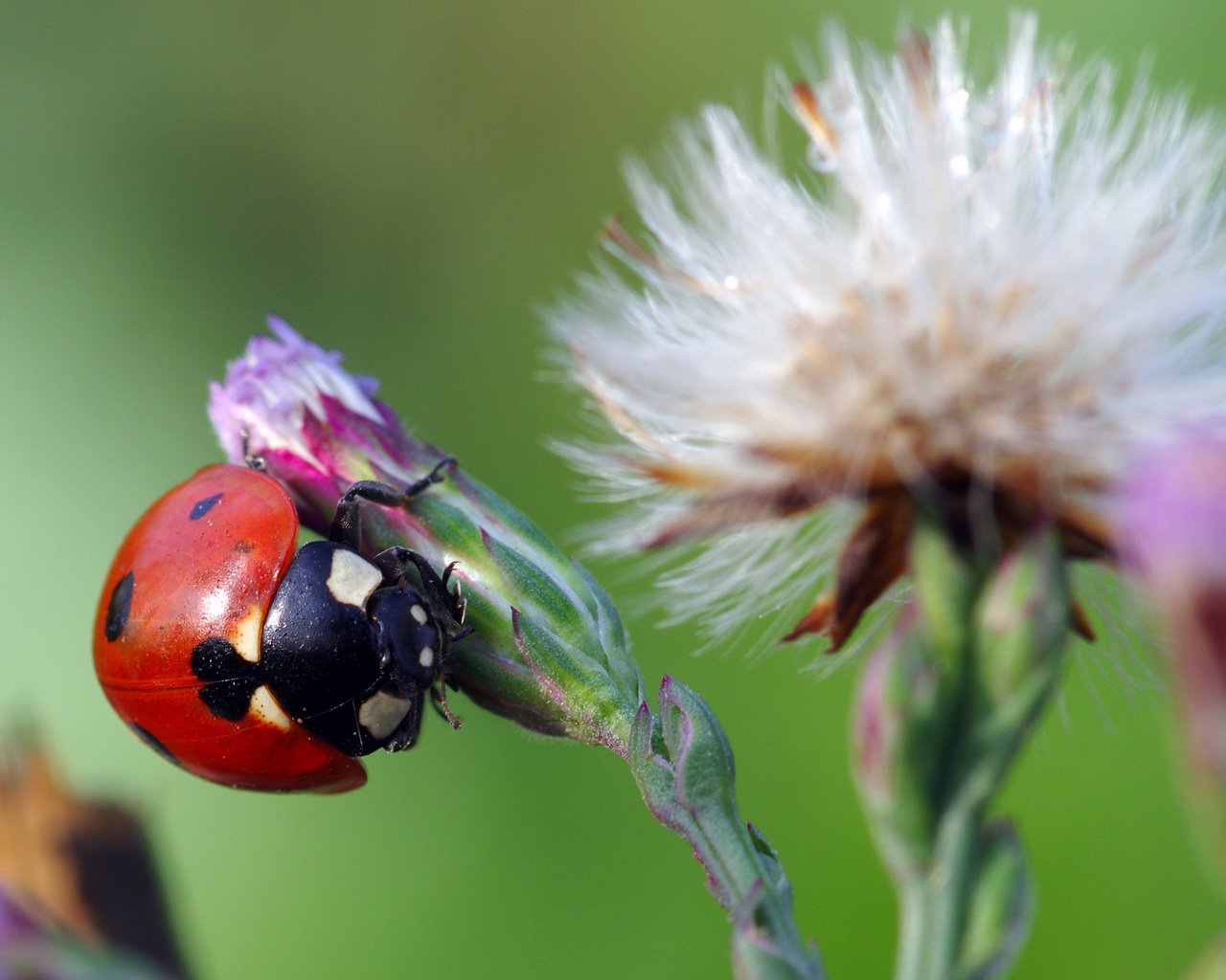 Обои жук, макро, насекомое, цветок, божья коровка, ziva & amir, beetle, macro, insect, flower, ladybug разрешение 3786x2397 Загрузить