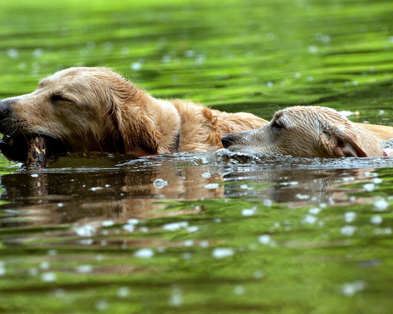 Обои вода, собаки, water, dogs разрешение 2560x1600 Загрузить