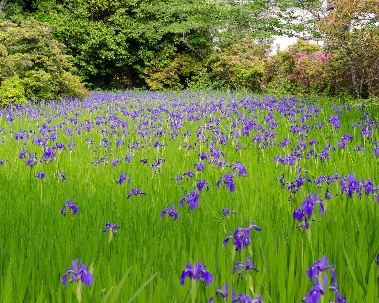 Обои цветы, трава, деревья, луг, ирис, flowers, grass, trees, meadow, iris разрешение 2048x1365 Загрузить