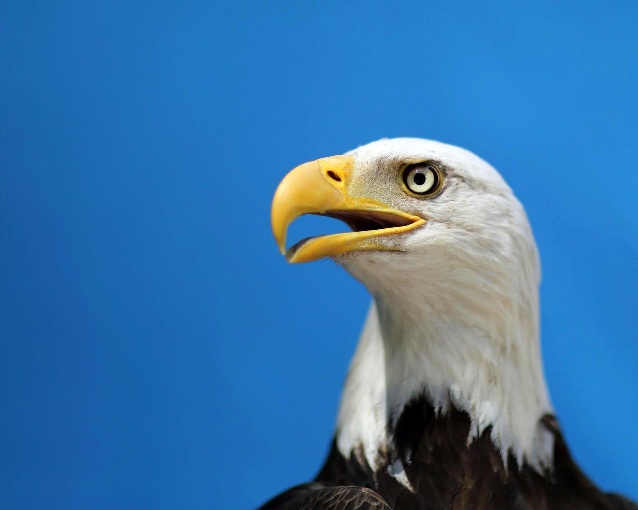 Обои птица, клюв, белоголовый орлан, хищная, bird, beak, bald eagle, predatory разрешение 2048x1536 Загрузить
