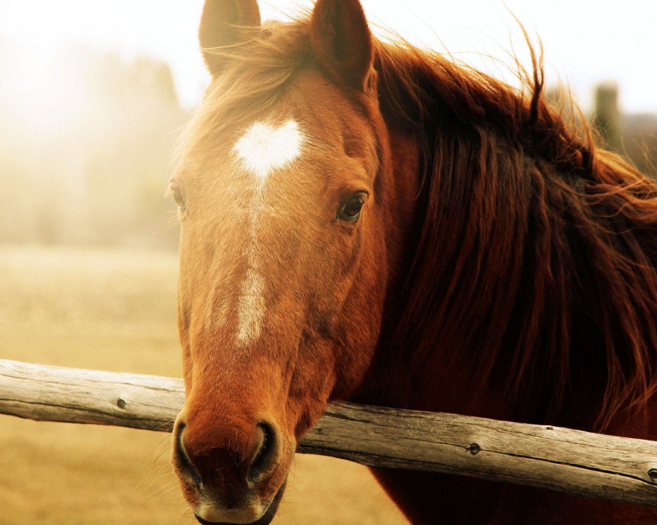 Обои морда, лошадь, солнце, фон, животные, конь, грива, face, horse, the sun, background, animals, mane разрешение 1920x1200 Загрузить