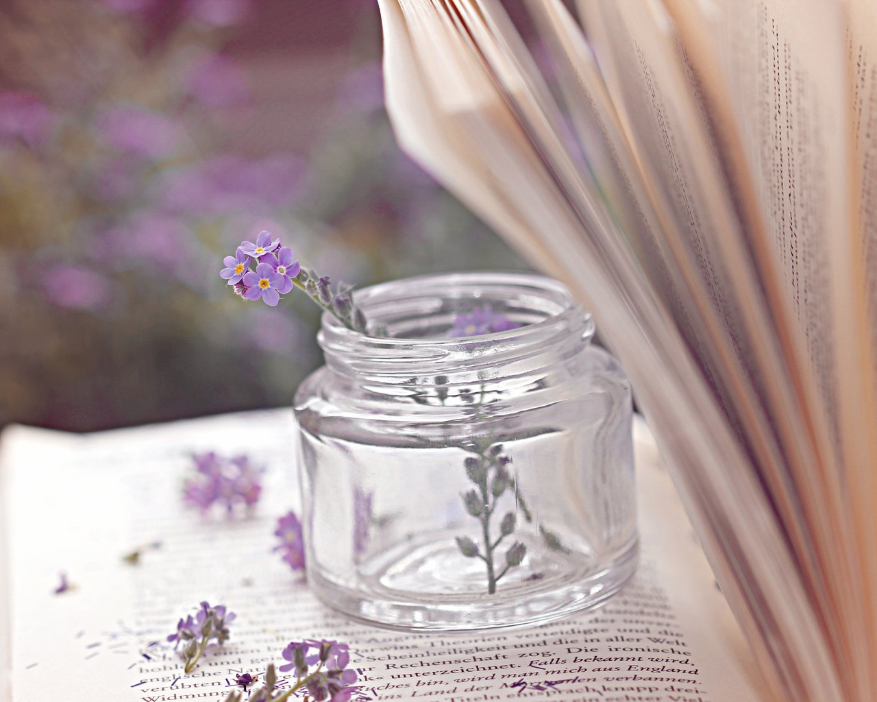 Обои цветы, книга, банка, страницы, баночка, пузырёк, flowers, book, bank, page, jar, bubble разрешение 5184x3456 Загрузить