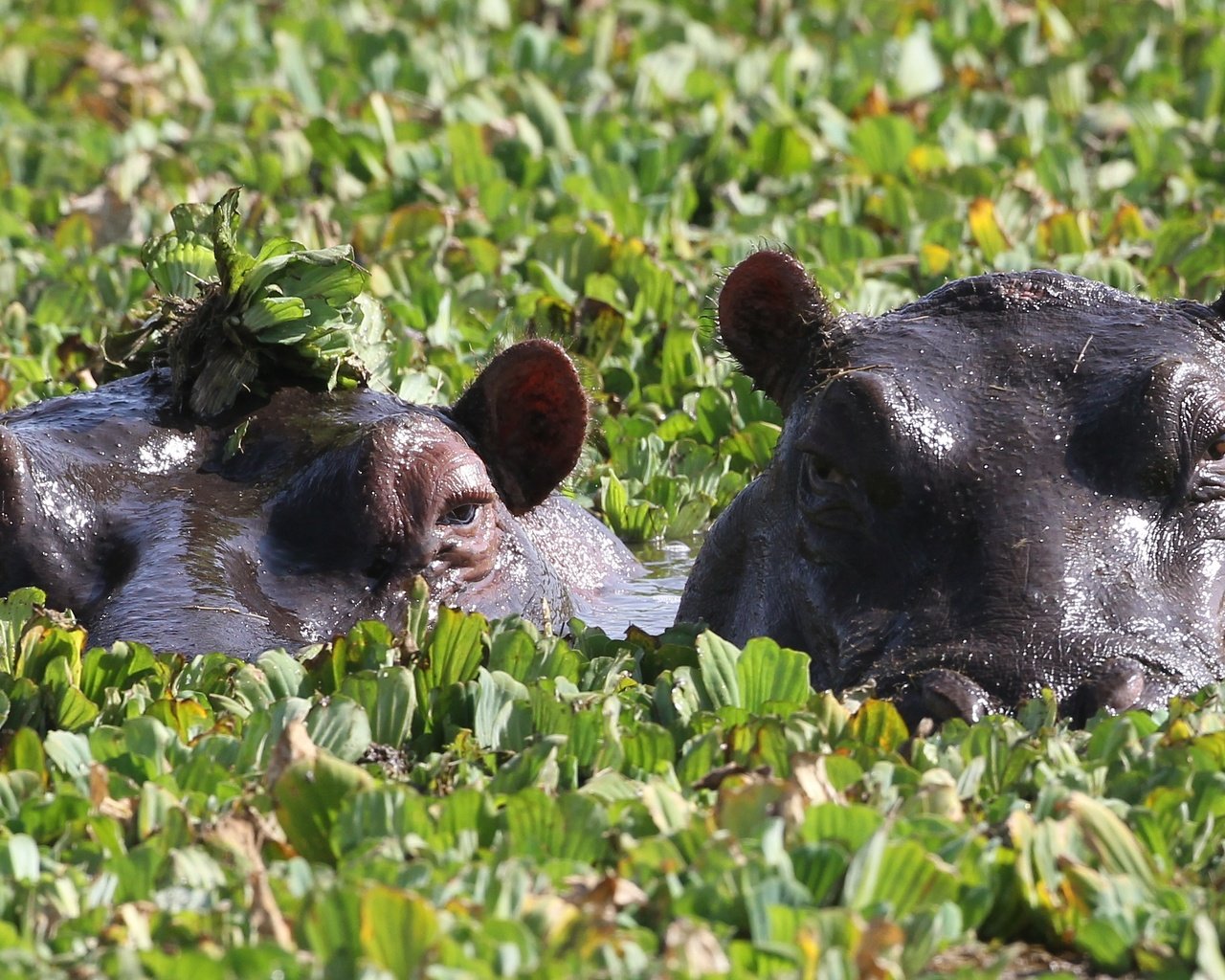 Обои глаза, зелень, пара, купание, бегемоты, eyes, greens, pair, bathing, hippos разрешение 3508x1669 Загрузить