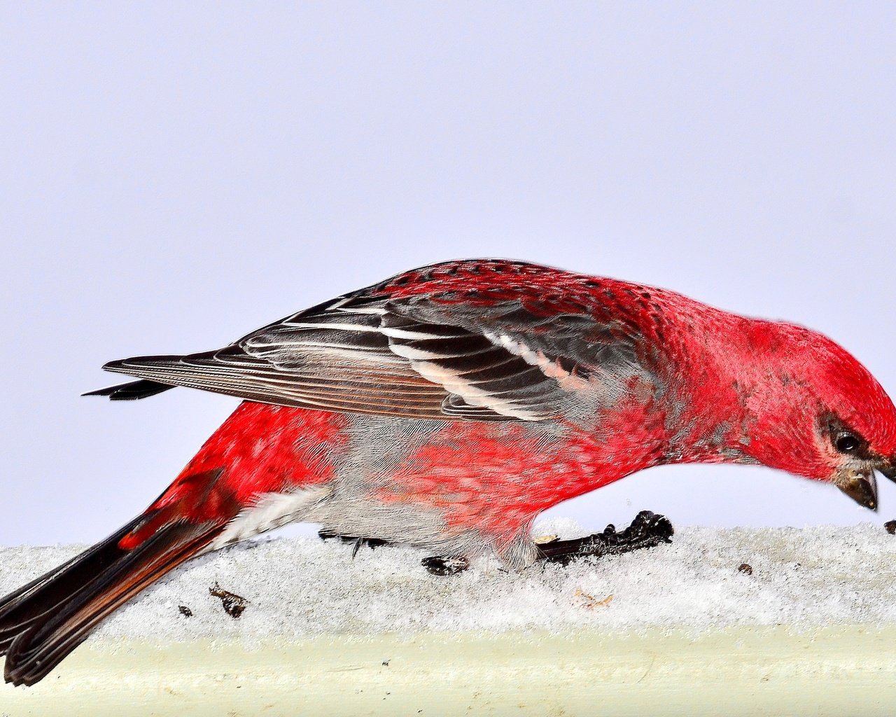 Обои снег, природа, птица, pine grosbeak, дубонос, snow, nature, bird, grosbeak разрешение 3393x2214 Загрузить