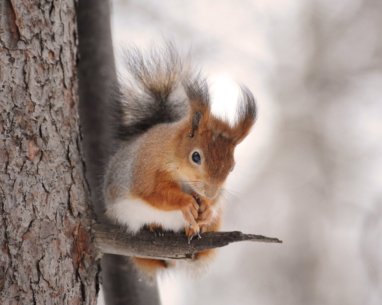 Обои дерево, животное, белка, зверек, белочка, грызун, anna verdina, tree, animal, protein, squirrel, rodent разрешение 4256x2832 Загрузить