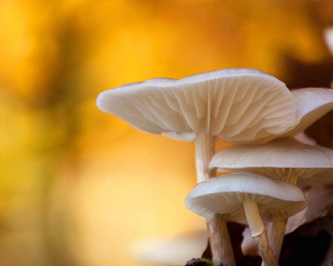 Обои природа, макро, осень, грибы, боке, nature, macro, autumn, mushrooms, bokeh разрешение 1920x1080 Загрузить