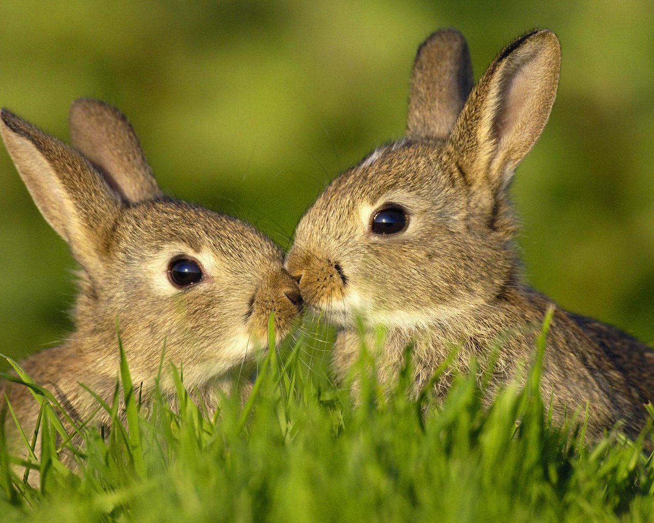 Bunny org. Влюбленные кролики. Зайчики любовь. Заяц с зайчонком. Кролики обнимаются.