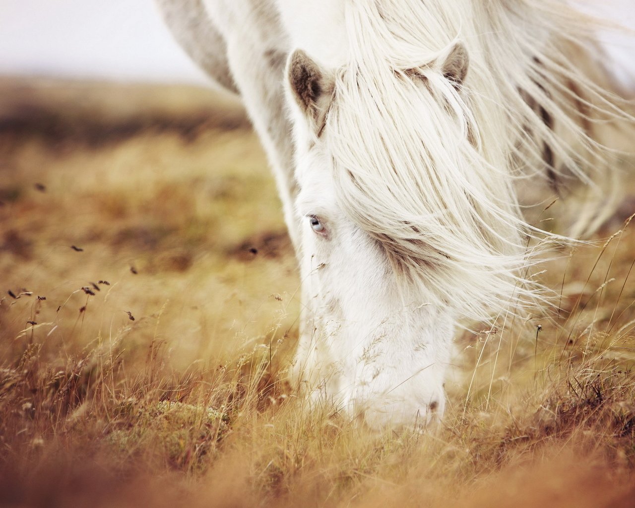 Обои лошадь, трава, природа, конь, horse, grass, nature разрешение 1920x1200 Загрузить