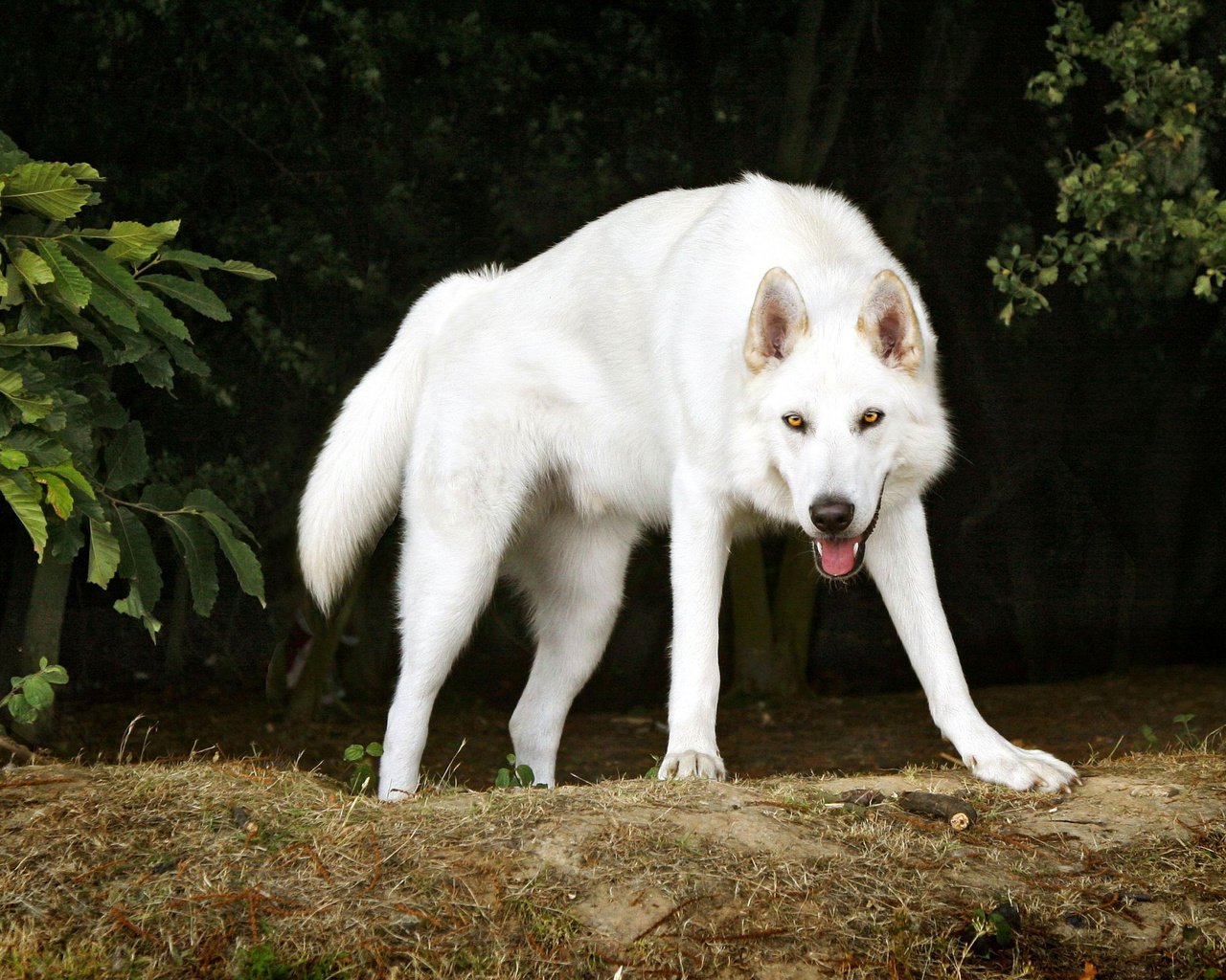 Обои деревья, белый, собака, пес, северный инуит, trees, white, dog, northern inuit разрешение 2560x1600 Загрузить