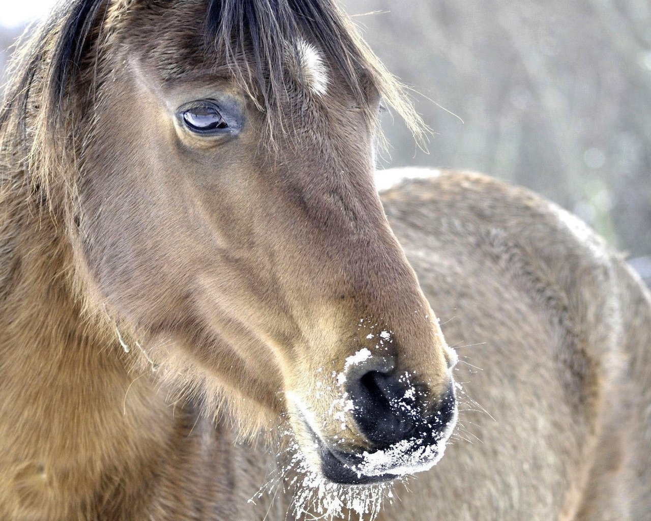 Обои морда, лошадь, снег, природа, зима, конь, грива, face, horse, snow, nature, winter, mane разрешение 1920x1080 Загрузить