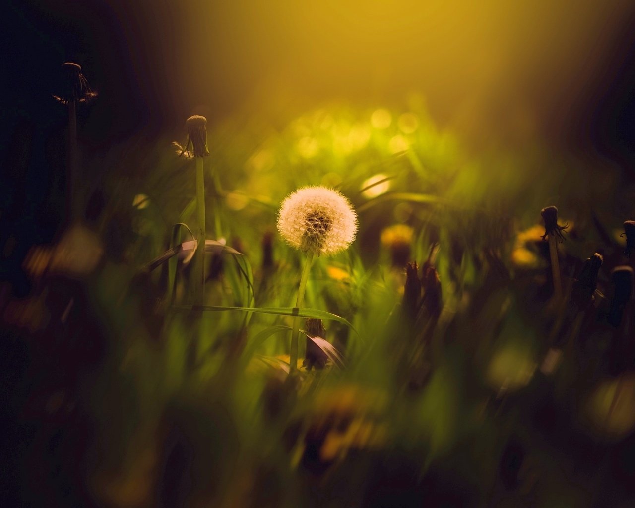 Обои цветы, трава, луг, одуванчик, одуванчики, боке, flowers, grass, meadow, dandelion, dandelions, bokeh разрешение 1938x1324 Загрузить