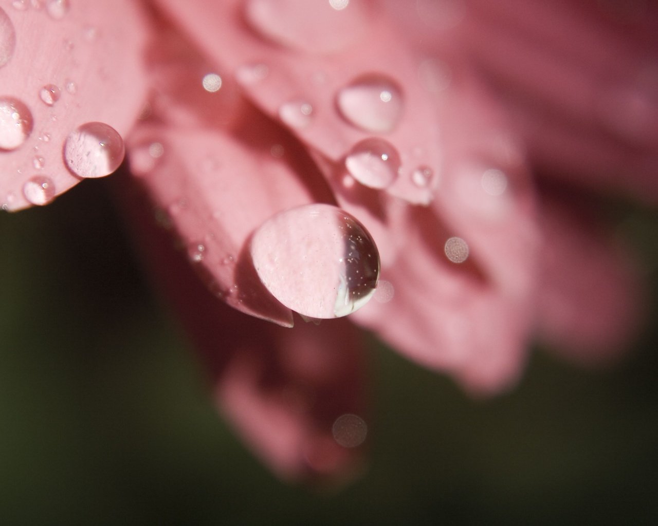 Обои цветок, роса, капли, лепестки, крупным планом, flower, rosa, drops, petals, closeup разрешение 3888x2592 Загрузить