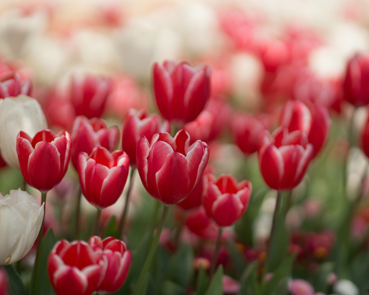 Обои цветы, красные, весна, тюльпаны, белые, flowers, red, spring, tulips, white разрешение 2048x1365 Загрузить