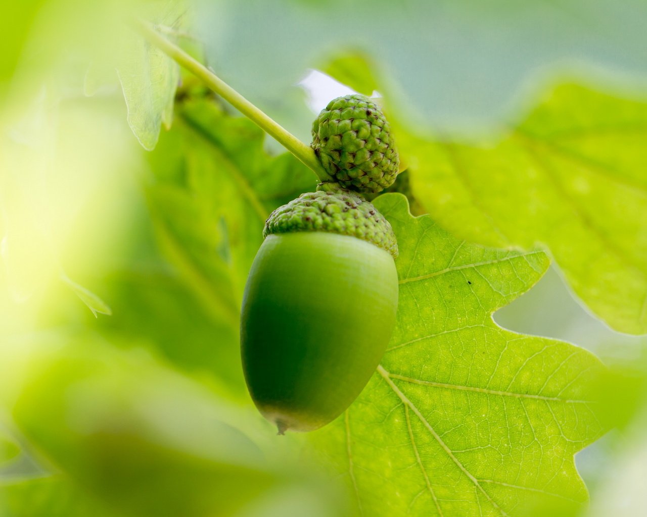 Обои листья, лето, размытость, плоды, дуб, желудь, leaves, summer, blur, fruit, oak, acorn разрешение 2560x1707 Загрузить