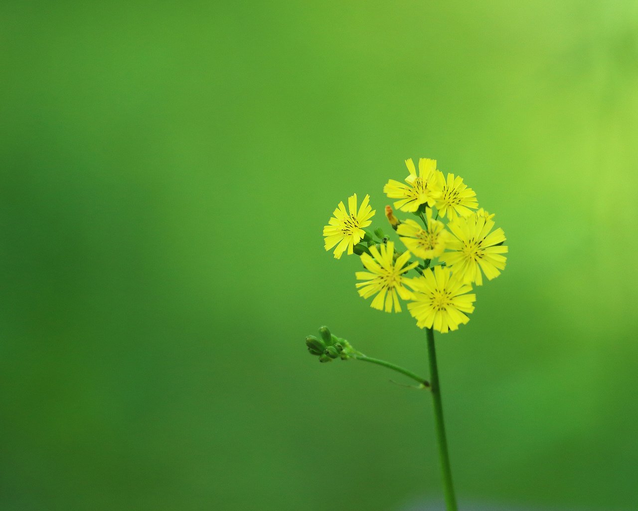 Обои цветок, лепестки, стебель, желтые, соцветие, flower, petals, stem, yellow, inflorescence разрешение 2048x1320 Загрузить