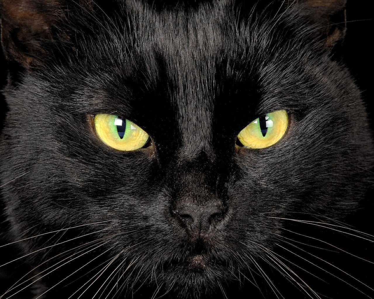 Обои глаза, кот, мордочка, взгляд, черный, eyes, cat, muzzle, look, black разрешение 2560x1600 Загрузить
