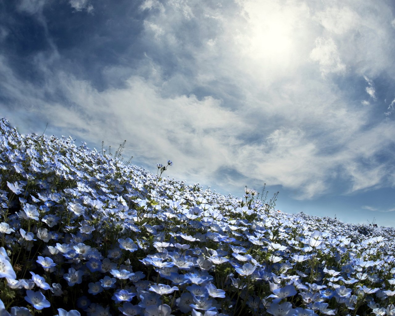 Обои небо, цветы, весна, немофила, вероника, the sky, flowers, spring, nemophila, veronica разрешение 2560x1600 Загрузить