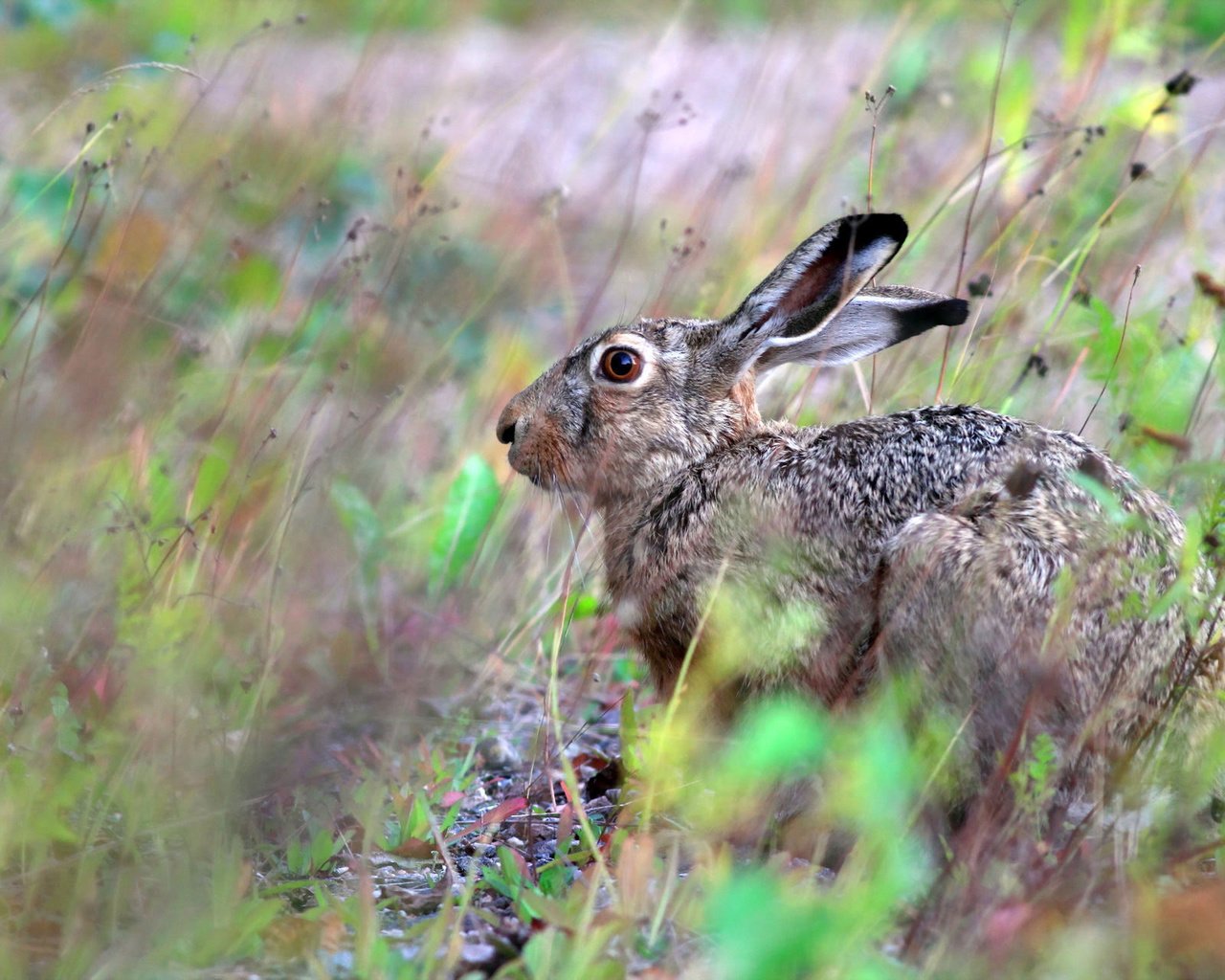 Обои природа, фон, животные, заяц, русак, nature, background, animals, hare разрешение 1920x1280 Загрузить