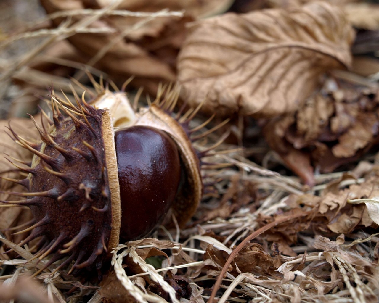 Обои листья, сухие, колючий, каштан, leaves, dry, barbed, chestnut разрешение 3648x2736 Загрузить