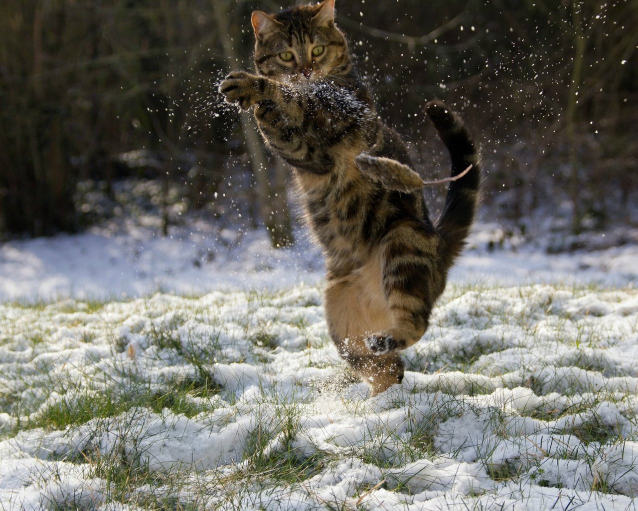 Обои снег, зима, кот, мышка, кунг-фу, snow, winter, cat, mouse, kung fu разрешение 2048x1284 Загрузить