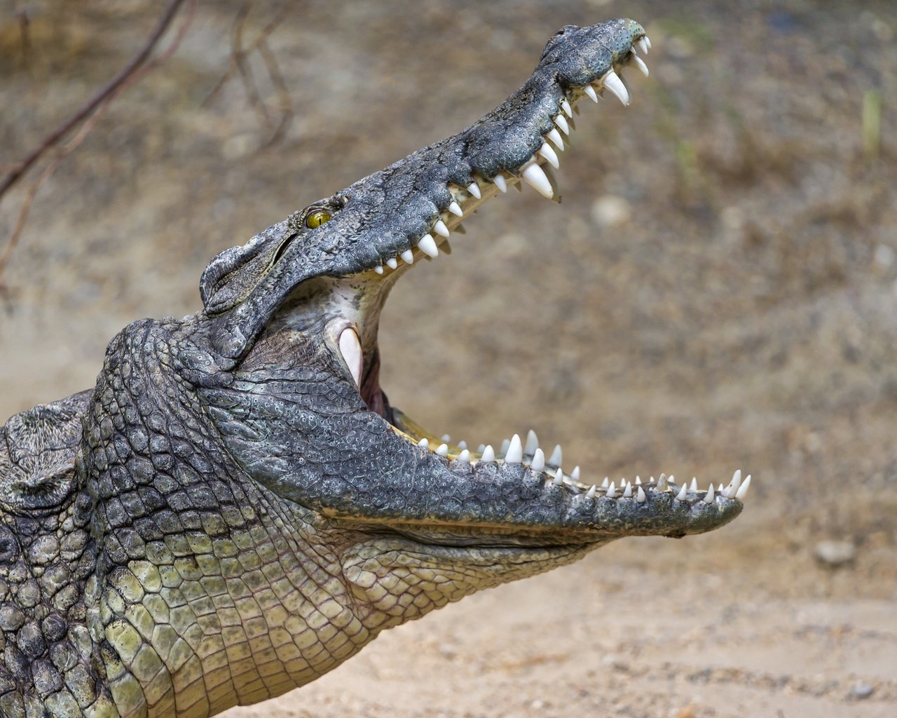 Обои зубы, крокодил, пасть, рептилия, © tambako jaguar, teeth, crocodile, mouth, reptile, © tambako the jaguar разрешение 2876x1800 Загрузить