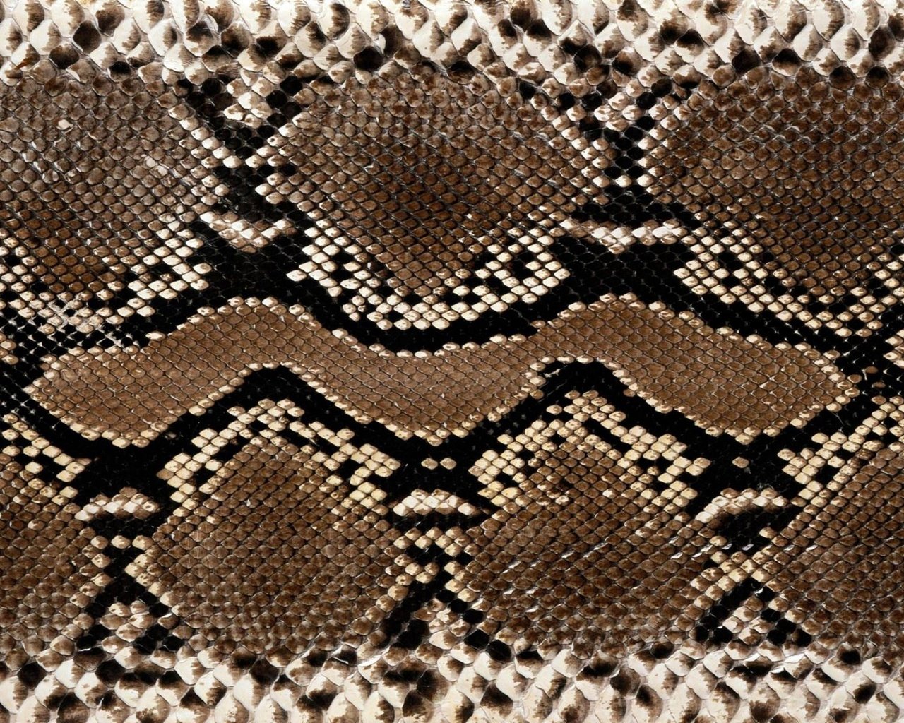 Обои текстура, змея, кожа, расцветка, питон, змеиная кожа, texture, snake, leather, colors, python, snakeskin разрешение 1920x1200 Загрузить