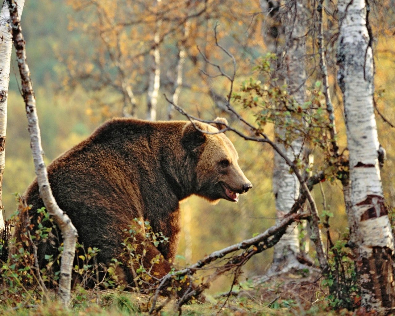 Обои деревья, лес, осень, медведь, бурый медведь, trees, forest, autumn, bear, brown bear разрешение 1920x1080 Загрузить