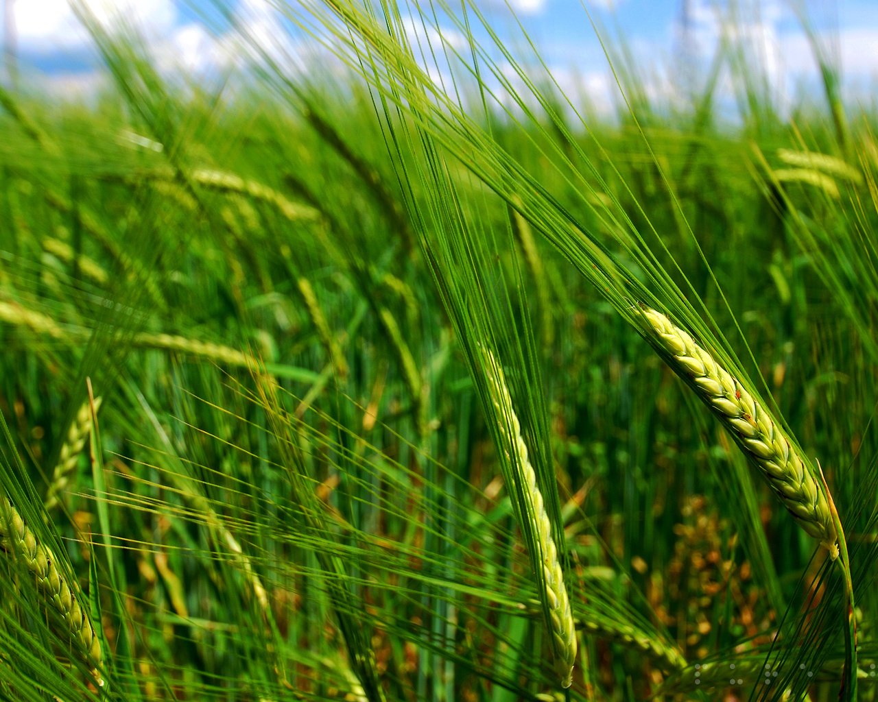 Обои природа, макро, поле, колосья, пшеница, nature, macro, field, ears, wheat разрешение 2560x1600 Загрузить