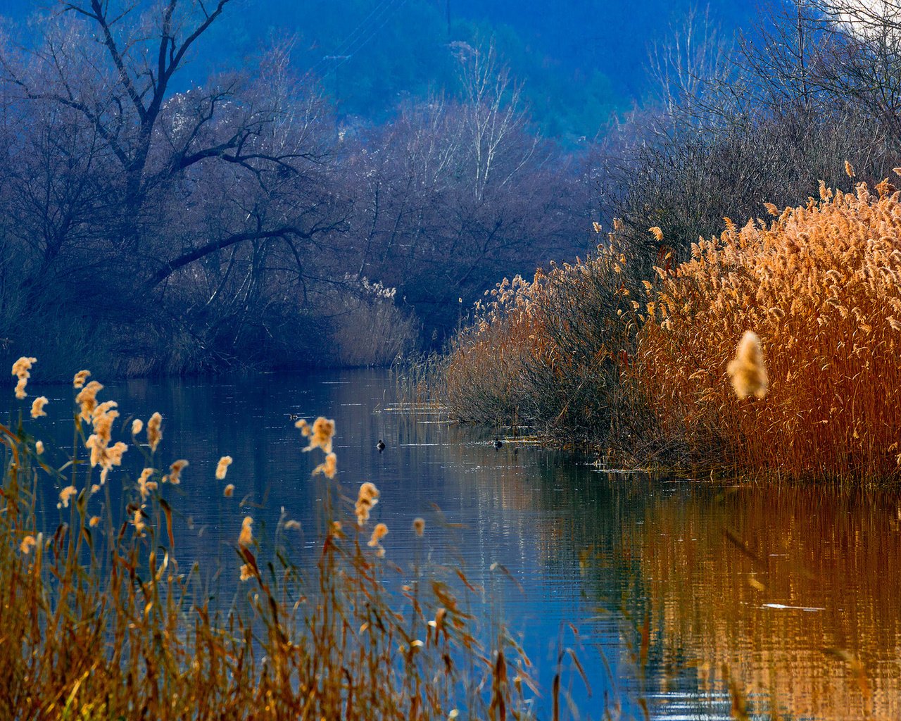 Обои озеро, горы, лес, утки, камыш, lake, mountains, forest, duck, reed разрешение 1920x1080 Загрузить