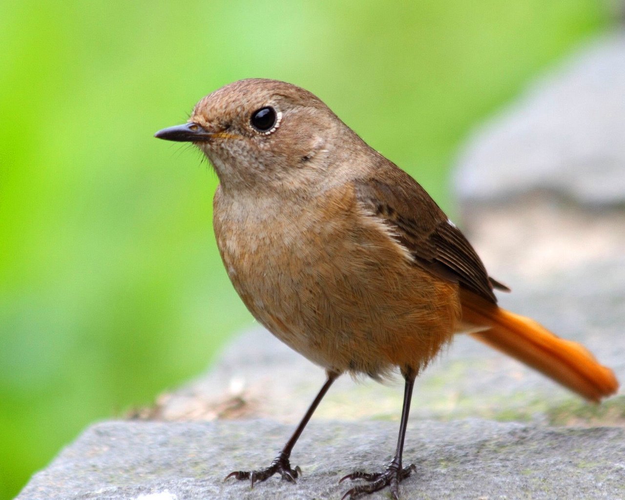 Обои зелень, макро, камень, птица, поверхность, горихвостка, greens, macro, stone, bird, surface, redstart разрешение 1920x1200 Загрузить