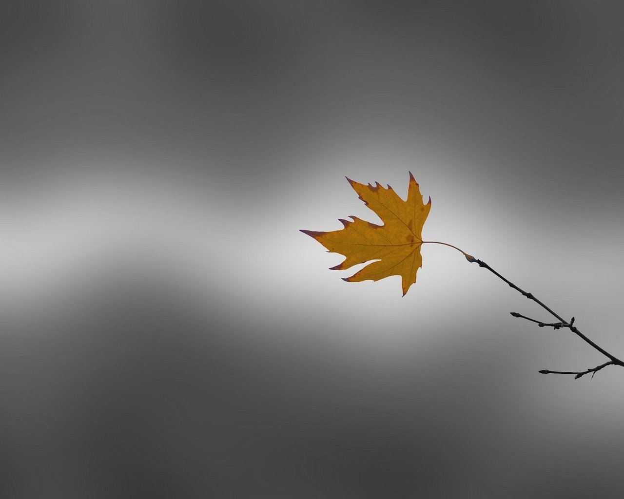 Обои ветка, природа, фон, осень, лист, клен, branch, nature, background, autumn, sheet, maple разрешение 1920x1213 Загрузить